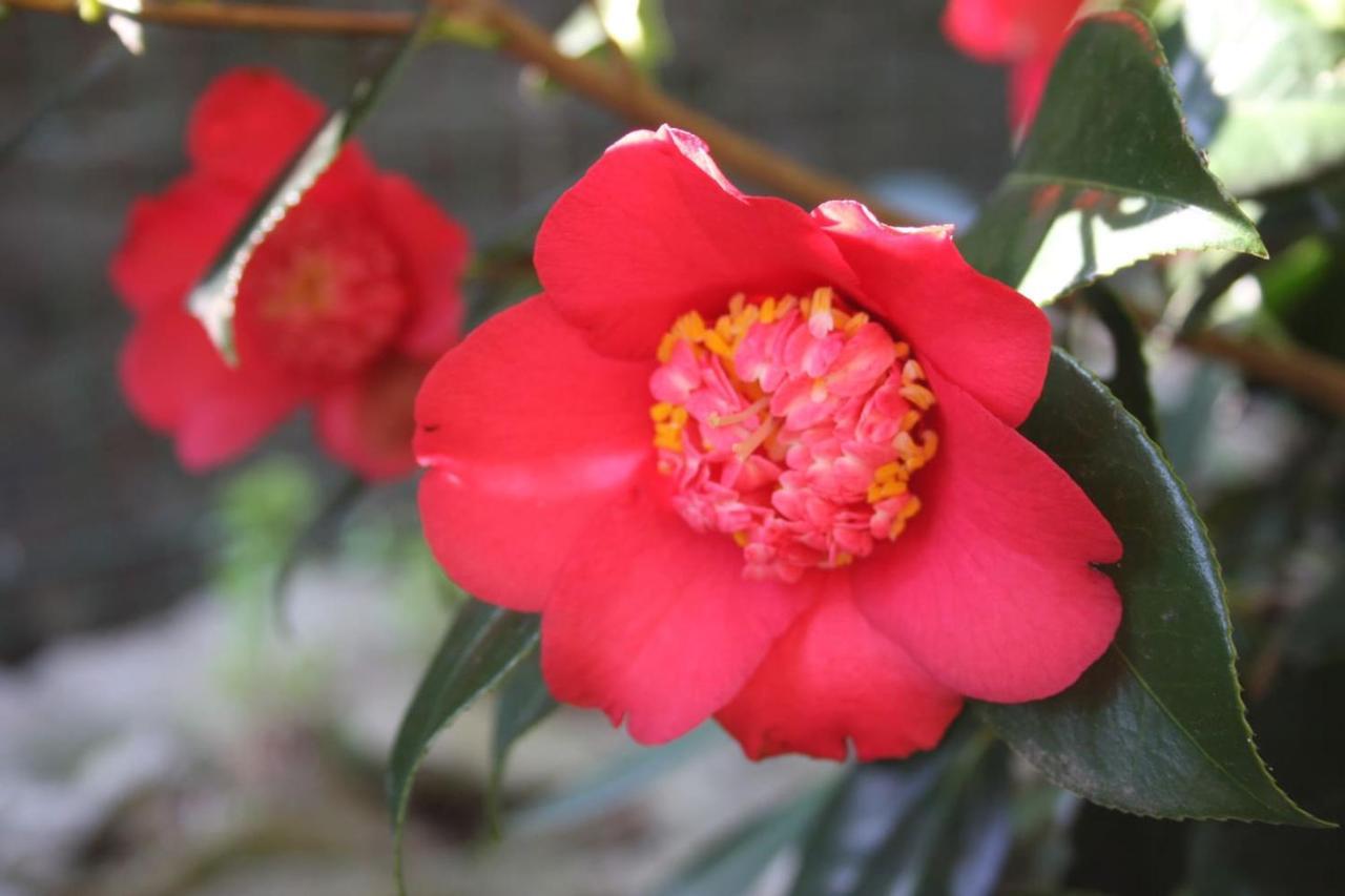 Апартаменты La Camelia D'Oro Оджеббио Экстерьер фото