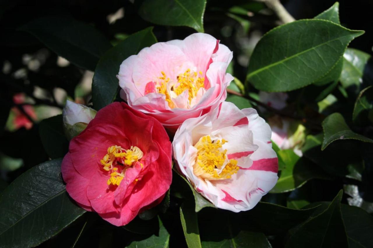Апартаменты La Camelia D'Oro Оджеббио Экстерьер фото