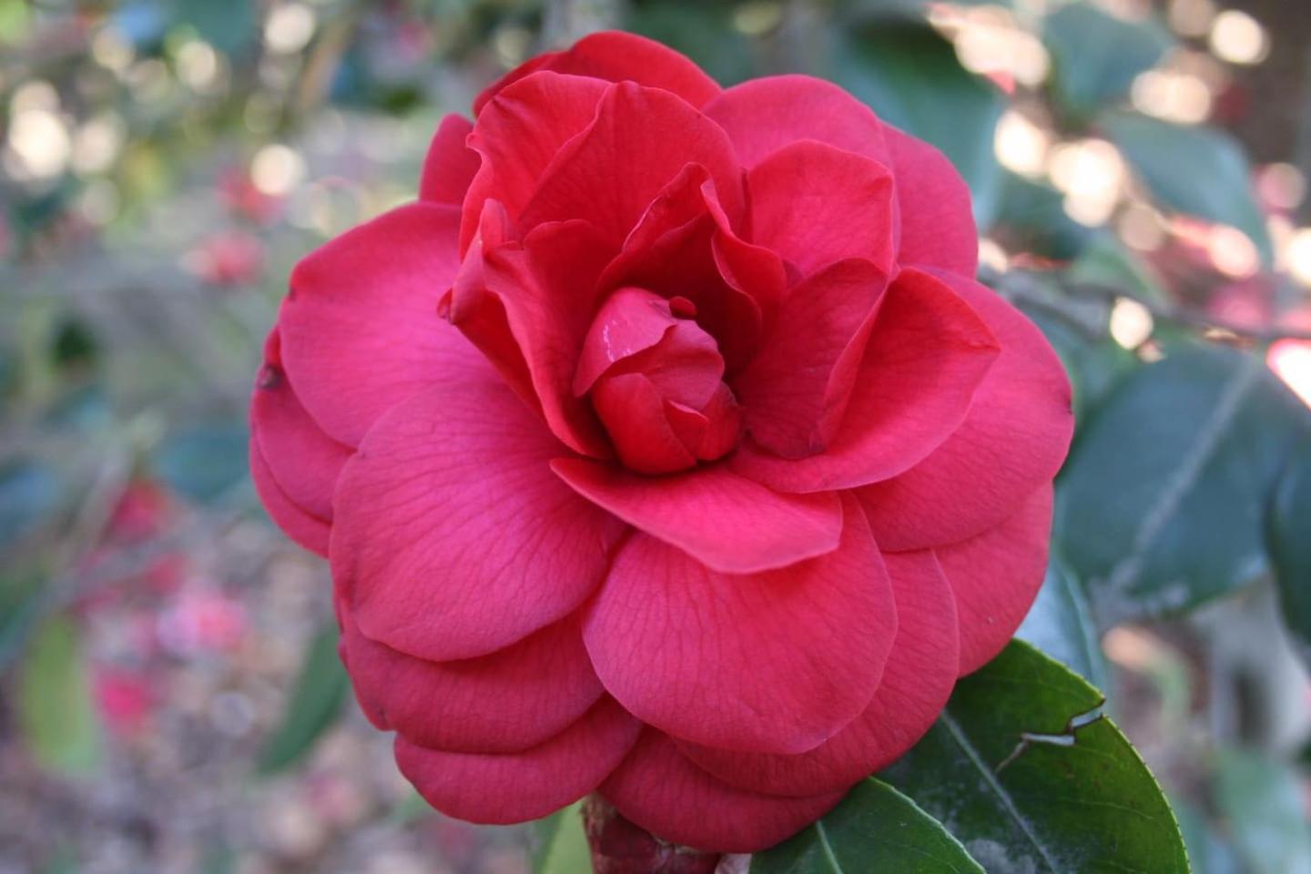 Апартаменты La Camelia D'Oro Оджеббио Экстерьер фото