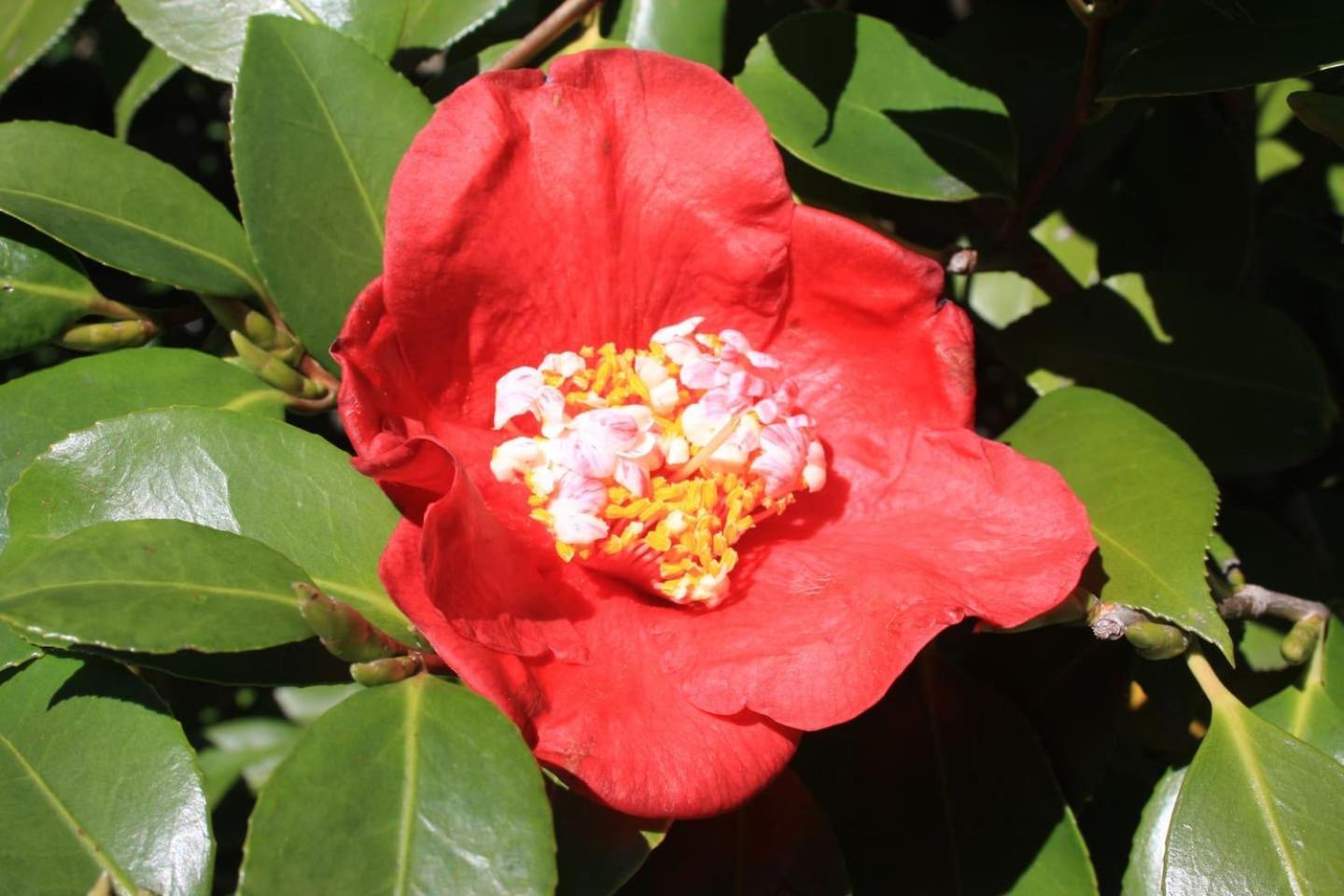 Апартаменты La Camelia D'Oro Оджеббио Экстерьер фото